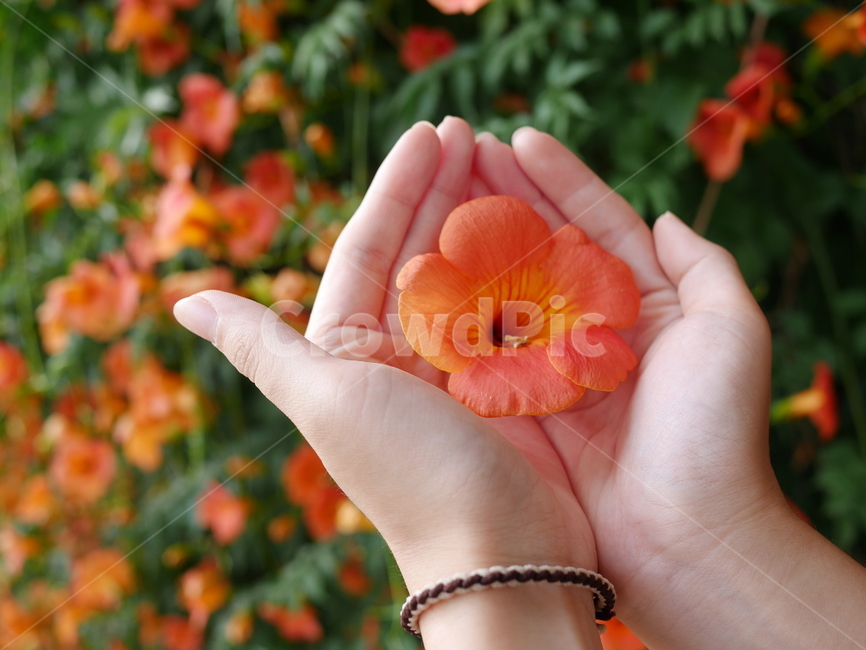 능소화,꽃,주황색,주황꽃,꽃을든손