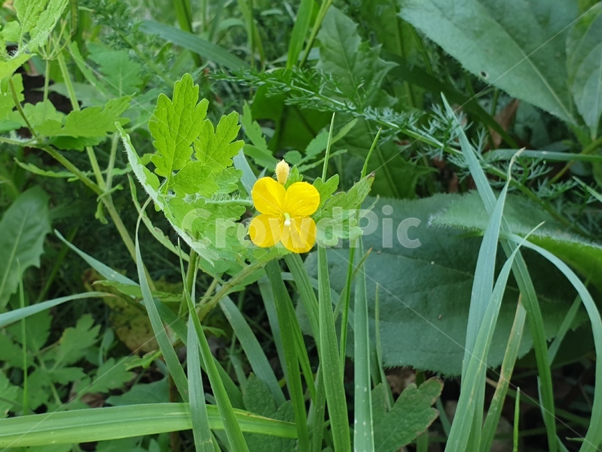 화분,식물,plant,pottedplant,꽃,식물,자연,plants,nature