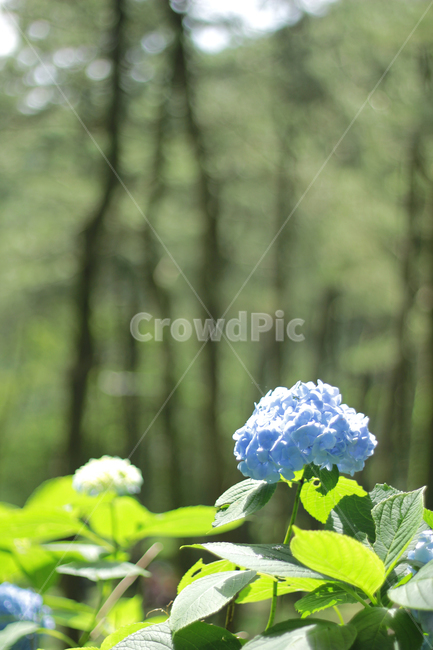 flower,blossom,꽃,plant,식물,수국,hydrangea,하늘색꽃,자연,nature,식물,자연,plants,nature,꽃,flower