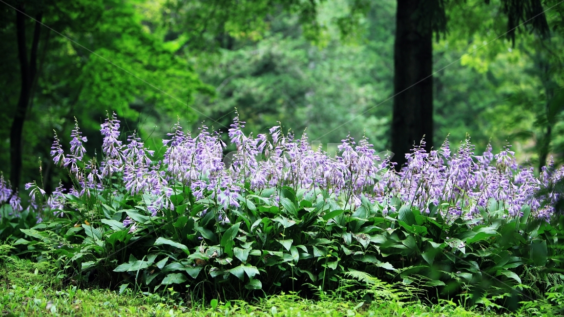 비비추,초록,식물,자연,보라색,plantainlily,green,lily,nature,plant