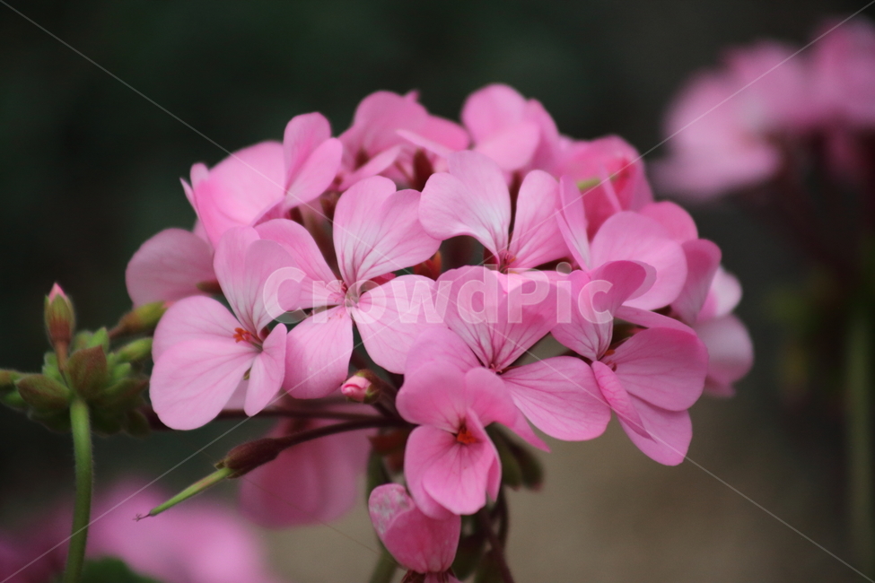 제라늄,제라니움,꽃,봄,geranium