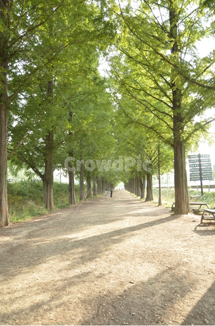 메타세콰이어,메타세콰이어길,나무,풍경,자연,길,그린,초록,자연,풍경,nature,landscape,tree,plant,식물,outdoors,옥외