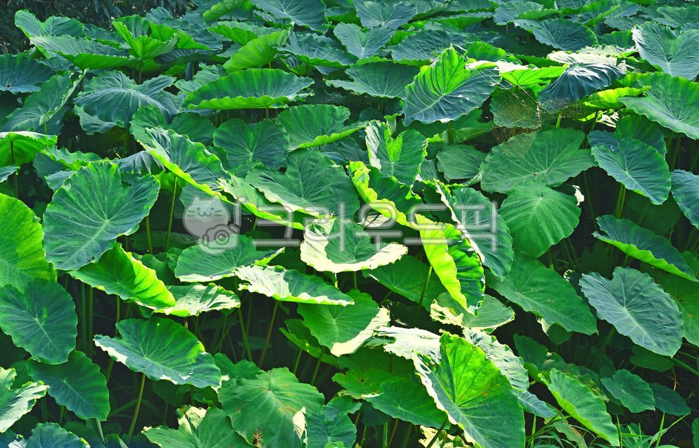 Cheonnam and,green,subtropical plants,field farming,Taro stand,tropical herbaceous plant,industry,crops,leaf,food,health food,taro leaves,background,plant,ingredients,edible