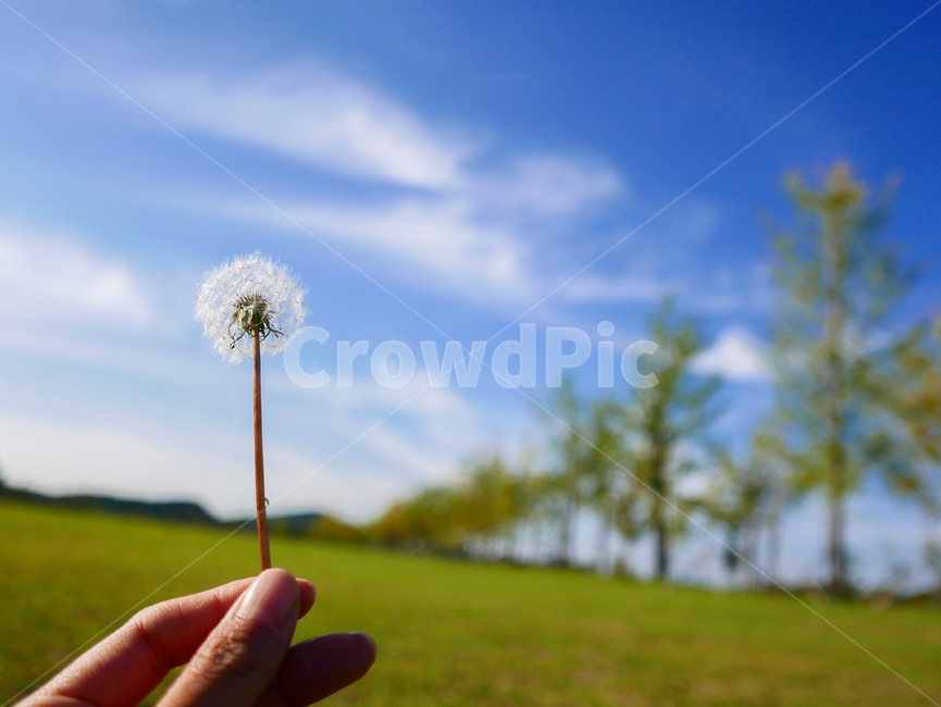 가을,민들레,가을하늘,은행나무,씨앗,seed,autumn,sky,bluesky,천고마비,식물,자연,plants,nature,꽃,flower