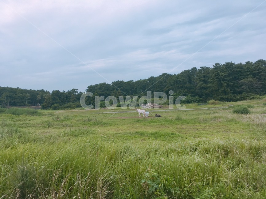 말,초원,자연,대자연,들판,동물,animal,포유류,mammal