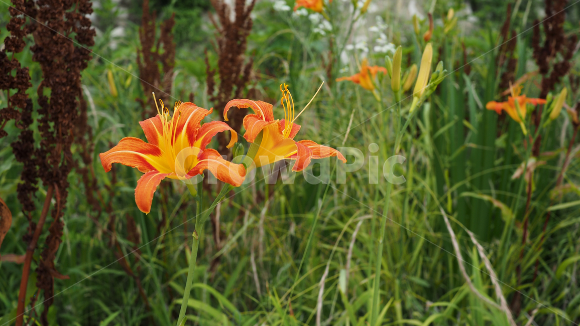 야생화,꽃,주황색,wildflower,flower,orange