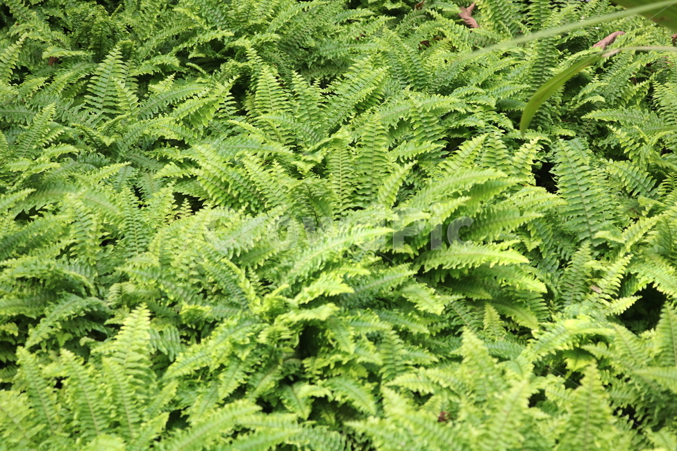 고사리,보스톤고사리,미국고사리,식물,고란초과,자연,식물원,식물,자연,plants,nature