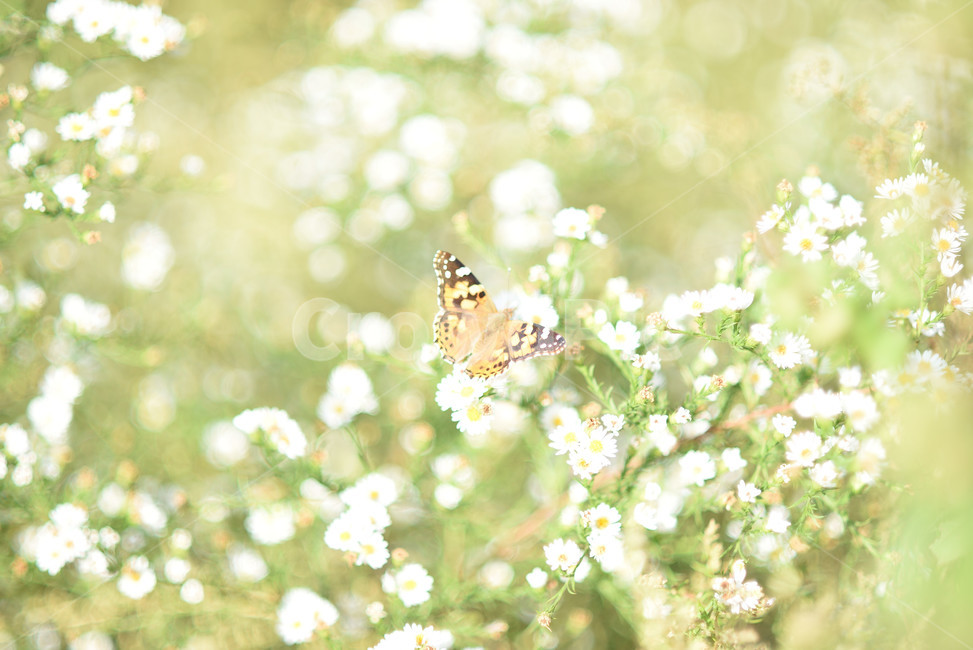 식물,니비,풍경,자연,풀,식물,자연,plants,nature,꽃,flower,곤충,벌레,insect,bug