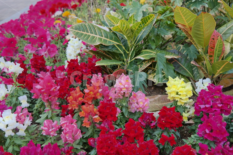 꽃,꽃박람회,노란꽃,난꽃,들꽃,분홍꽃,식물,자연,plants,nature,꽃,flower