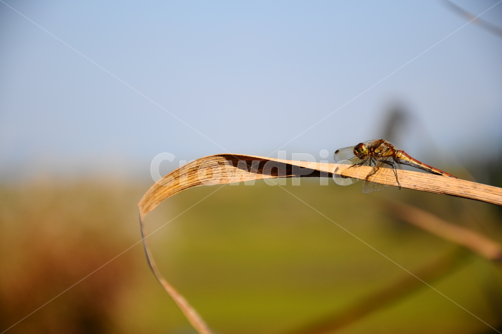 잠자리,가을,노란,우포늪,접사,동물,animal,곤충,벌레,insect,bug