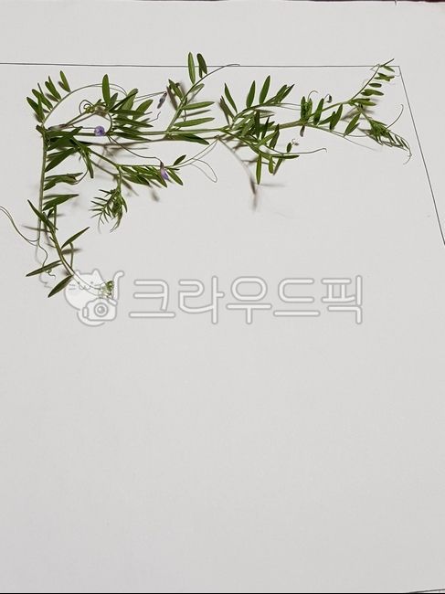 꽃편지,메보지,메보장,식물,잎