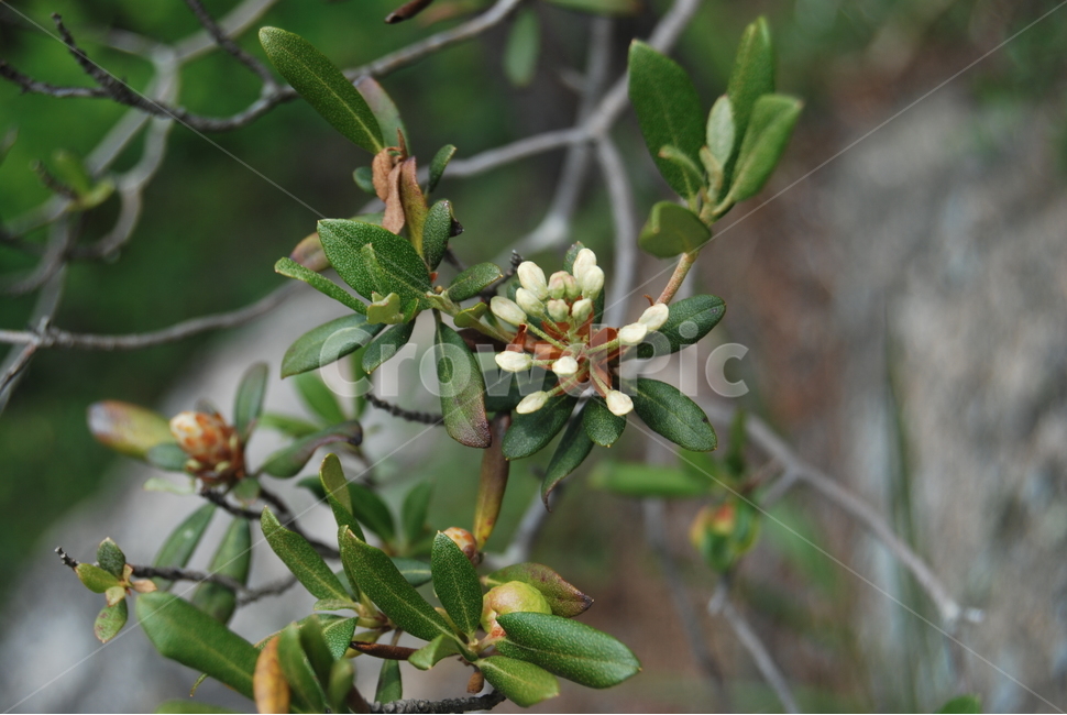 식물,야생화,들꽃,자연,봄,식물,자연,plants,nature