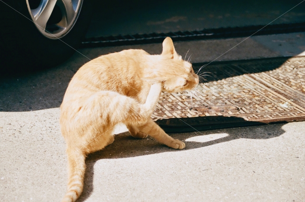 동물,고양이,새끼,animal,cat,포유류,그림자,동물,animal,포유류,mammal,고양이,cat,kitten,kitty,감성,sensible,feeling
