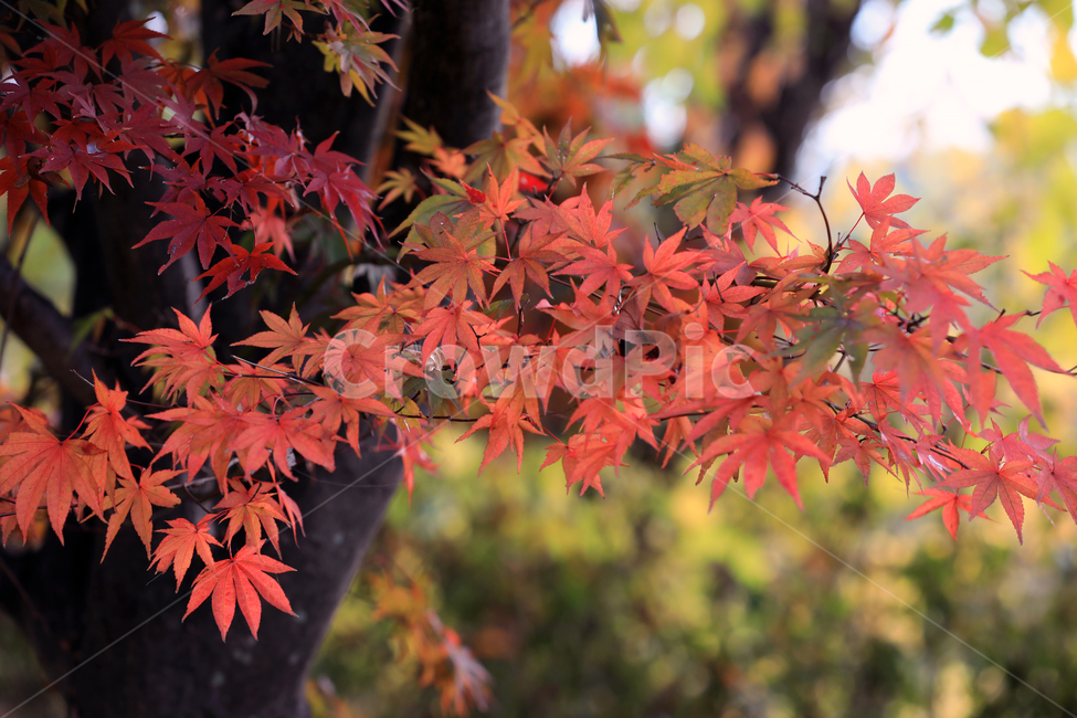 가을,단풍,나무,잎,식물,가을,계절,fall,autumn,season,plant,leaf,tree,maple
