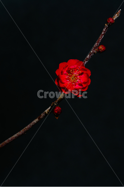 꽃,flower,flow,봄꽃,flowerphotography,식물,자연,plants,nature,꽃,flower