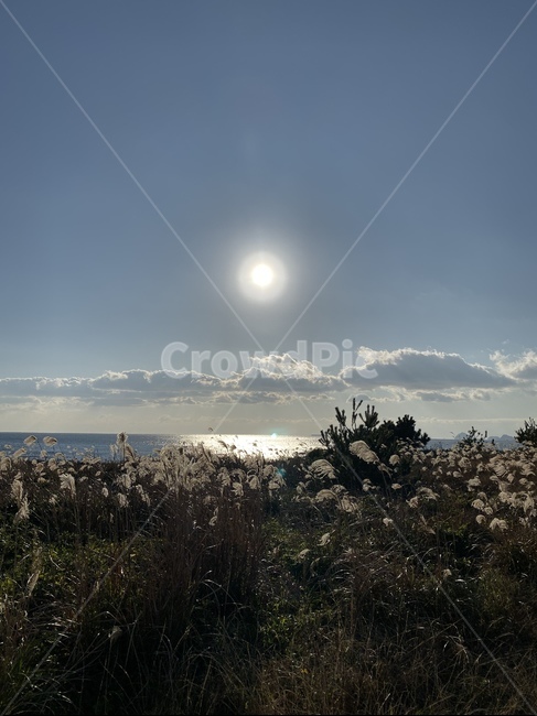 flare,플레어,light,빛,nature,자연,outdoors,옥외,갈대,reeds,바다