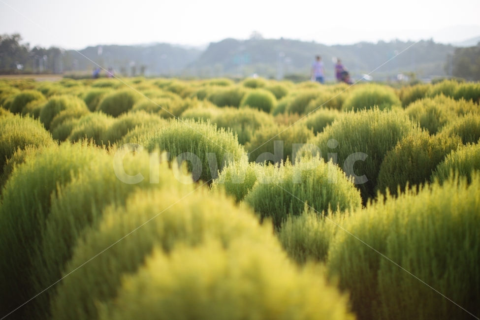 경기도,양주,나리공원,식물,나무,자연,풍경,nature,landscape,식물,plants,bush,부시,plant,vegetation,초목
