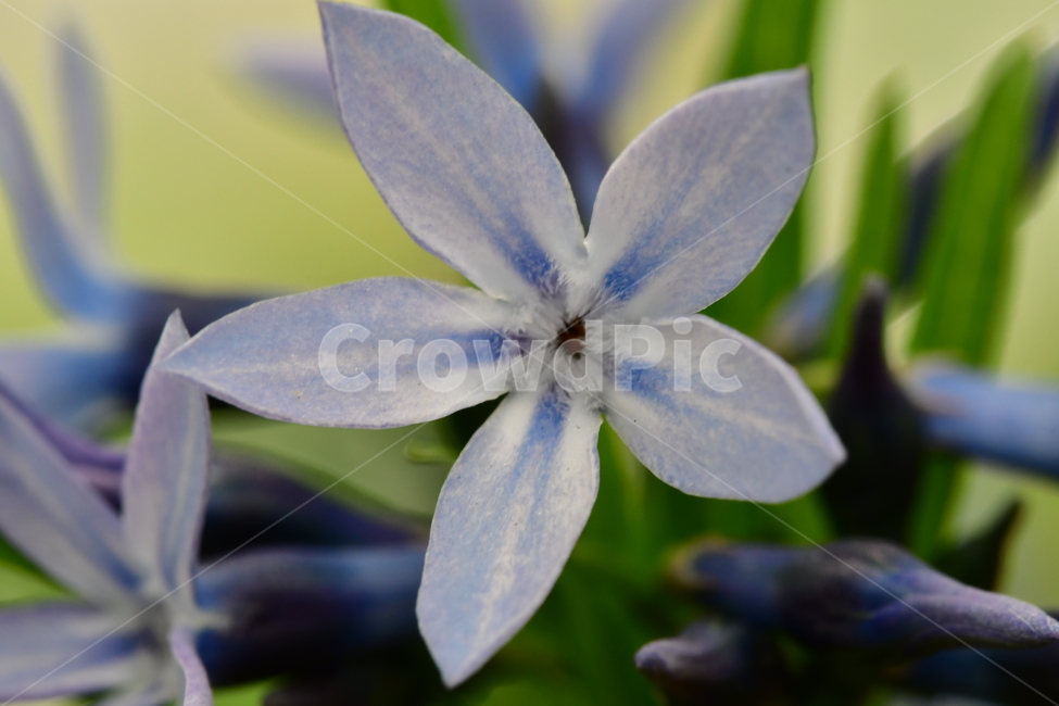 꽃,야생화,자연,식물,봄,식물,자연,plants,nature,꽃,flower