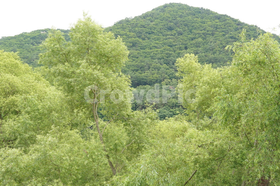여름,숲,나무,녹색,연두색