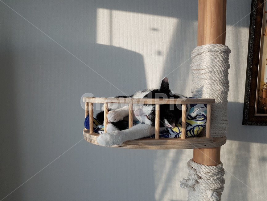cattower,고양이,검정색,하얀색,cat,캣타워,동물,animal,포유류,mammal,고양이,cat,kitten,kitty