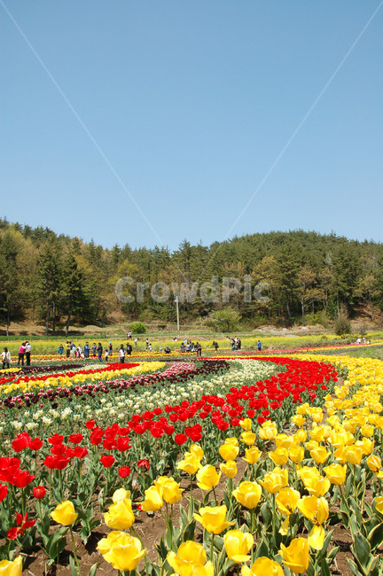 꽃,꽃밭,튤립,축제,봄,봄,계절,spring,season,자연,풍경,nature,landscape,한국자연풍경,한국자연경관,korea nature landscape,plant,식물,blossom,flower