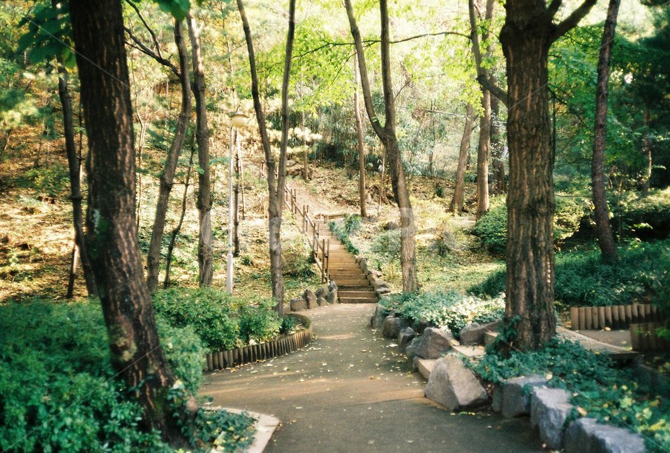 공원,숲,나무,자연,휴식,자연,풍경,nature,landscape,휴식,힐링,rest,relaxation,healing,outdoors,옥외,garden,정원,arbour,정자