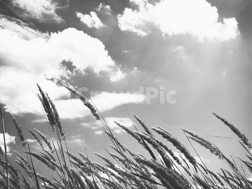 갈대,식물,하늘,구름,바람,생각,상념,잔잔한,평화로운,grass,plant,reed,thinking,sky,bnw,bnwphotography,clouds,흑백사진,흑백,winddy,scenery,wind,풍경,landscape,흑백,모노톤,monochrome,black and white