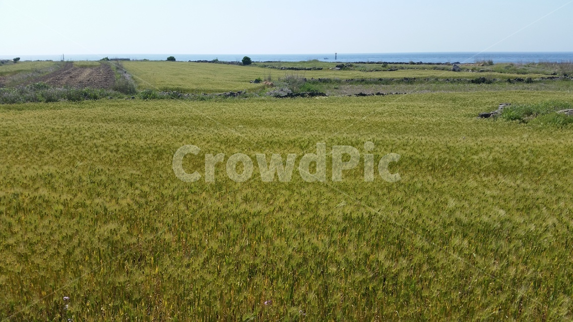 언덕,청보리,들판,초원,동산,고개,평지,풍경,구릉,평원,평야,hill,hillock,koppie