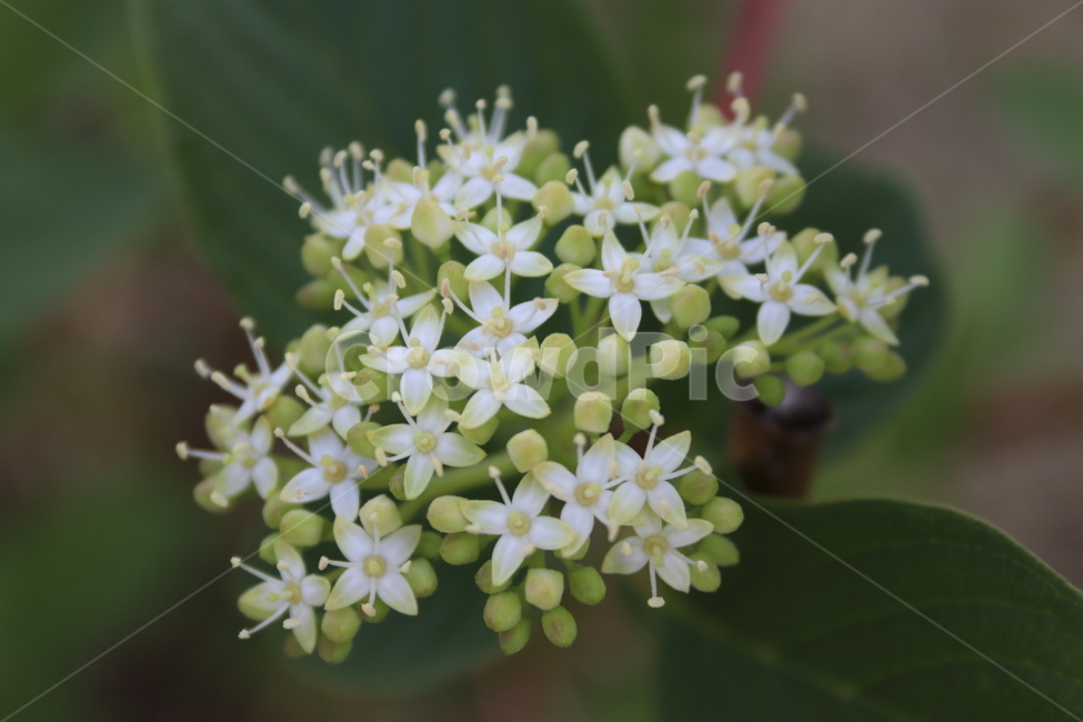 꽃,봄꽃,작은꽃,애기꽃,싱그러움,식물,자연,plants,nature,꽃,flower