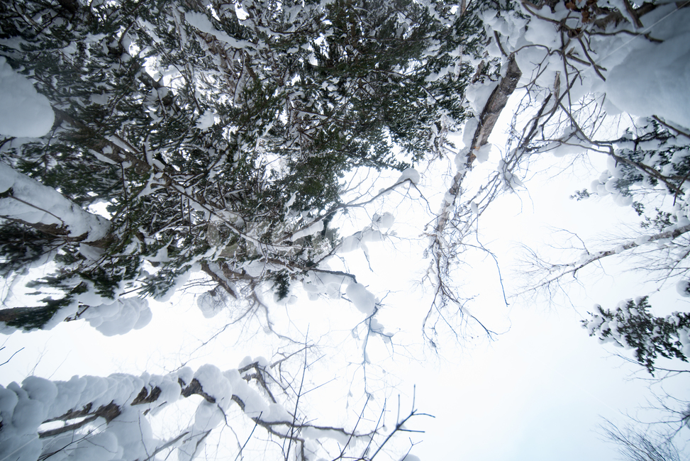 하늘,눈밭,겨울,눈,나무,흰색,겨울풍경,풍경,tree,nature,자연,outdoors,옥외,winter,冬,風景,自然,雪,空,겨울,계절,winter,season,자연,풍경,nature,landscape