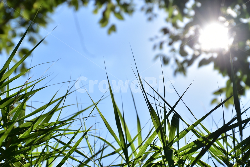 배경,아름다운,자연,나무,햇살,파란,잡초,background,beautiful,nature,tree,sunny,blue,weed,자연,풍경,nature,landscape