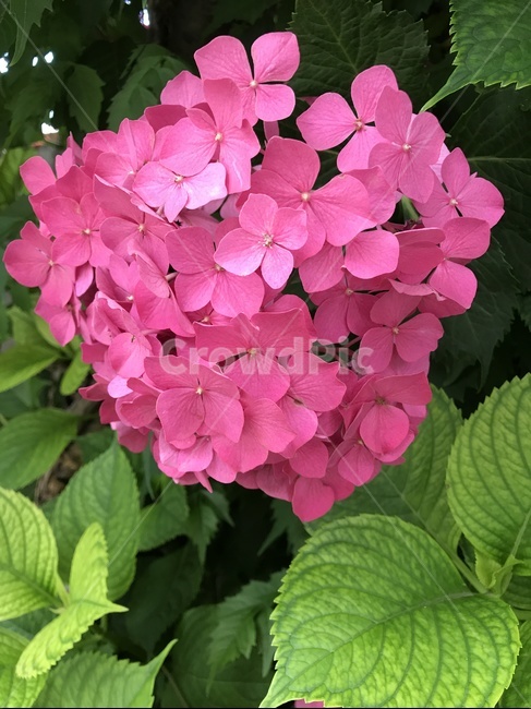 판매,꽃,플라워,여름,식물,식물,자연,plants,nature,꽃,flower