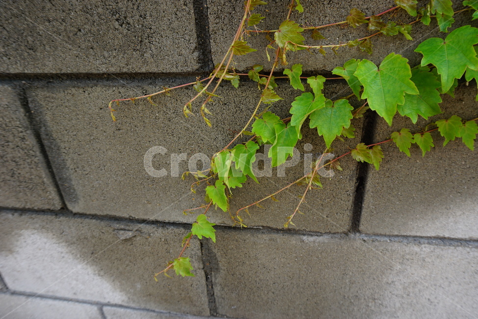 plant,자연,담쟁이,nature,초록색,green,식물,식물,자연,plants,nature