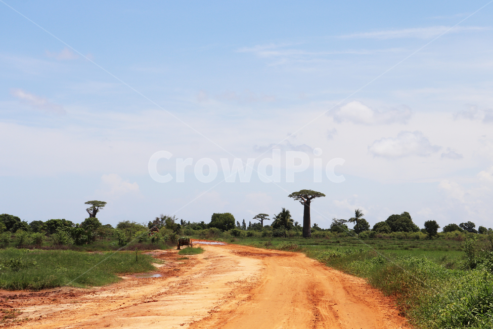 바오밥나무,마다가스카르,길,시골길,아프리카,자연,nature,tree,baobab,하늘,자연풍경,멋진하늘,설정,연출,자연,풍경,nature,landscape,해외,외국,세계,foreign,oversea,world,세계자연풍경,해외자연풍경,외국자연풍경,world nature landscape,outdoors,옥외,ground,바닥