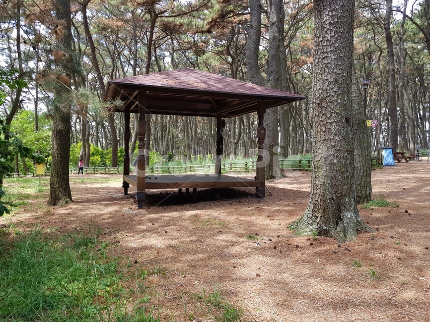 공원,정자,나무,산책로,소나무