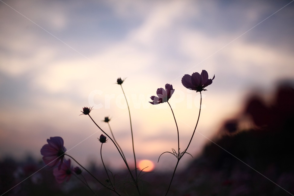 코스모스,꽃,꽃잎,식물,나무,자연,풍경,노을,하늘,구름,식물,자연,plants,nature,꽃,flower,실루엣,그림자,silhouette,shadow
