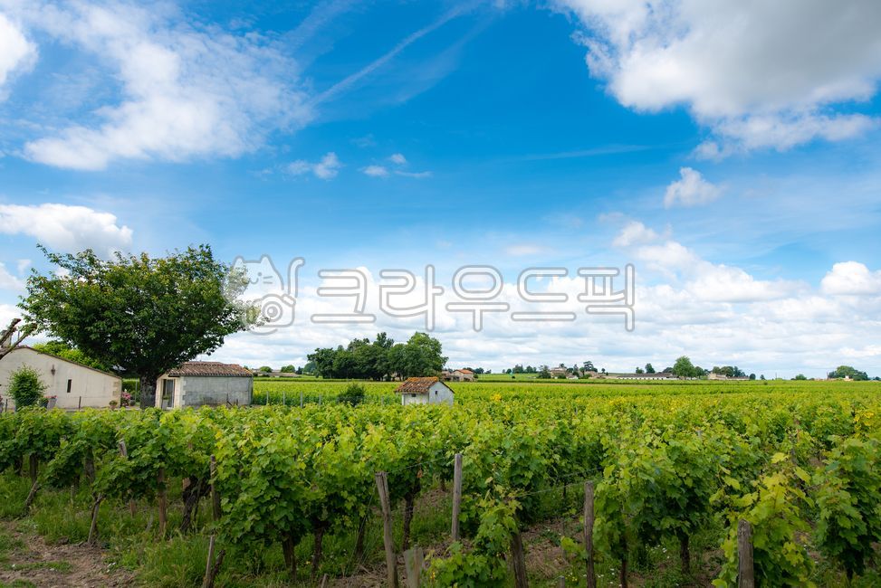 유럽,europe,프랑스,france,생떼밀리옹,saintémilion,saintemilion,와인마을,winevillage,세계문화유산,worldheritage,포도밭,vinyard,wine,와인,보르도,보르도와인,bordeaux,bordeauxwine,프랑스남부,마을,villige,감성,느낌,경치,landscope,자연,nature,outdoors,옥외