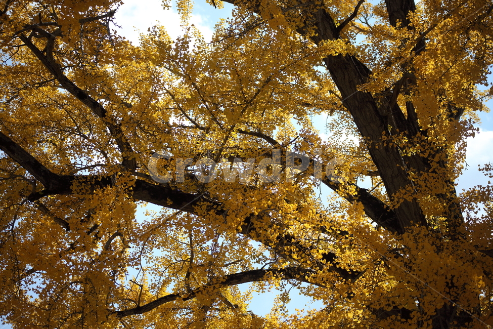 운문사,은행나무,단풍,maidenhairtree,가을,가을,계절,fall,autumn,season,tree,나무,plant,식물,tree trunk,나무 줄기