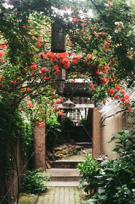 부산,대연동문화골목,장미,정원,감성,색감,앤틱,필름,필름카메라,식물,자연,plants,nature,감성,sensible,feeling,꽃,flower