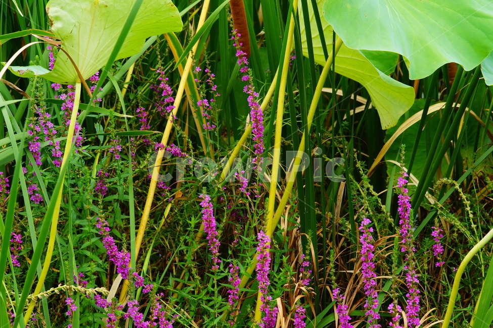 purple,plant,식물,flower,꽃,geranium,blossom,제라늄