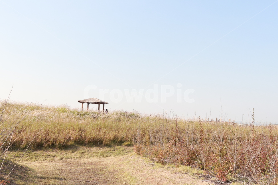 하늘정원,코스모스,공원,풍경,갈대,힐링,자연,풍경,nature,landscape,outdoors,옥외