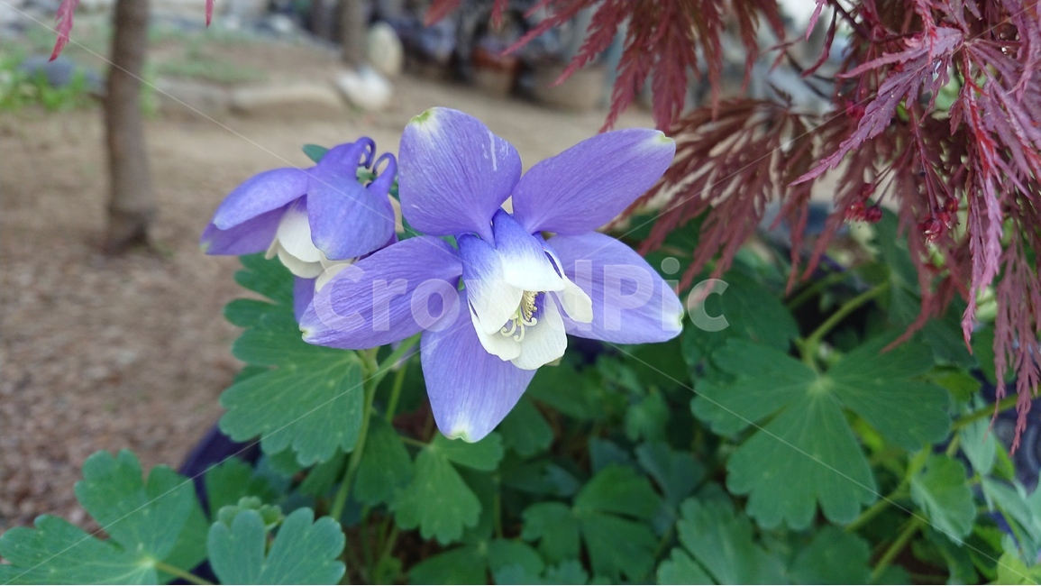 봄,꽃,보라색,연보라색,매발톱,매발톱꽃,식물,야생화,봄,계절,spring,season,식물,자연,plants,nature,꽃,flower,geranium,제라늄,blossom,plant
