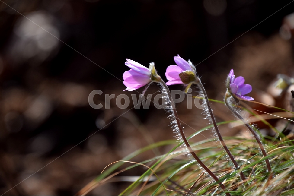 노루귀,노루귀꽃,구봉도노루귀,봄꽃,봄,봄,계절,spring,season,식물,자연,plants,nature,꽃,flower,geranium,제라늄,plant,blossom