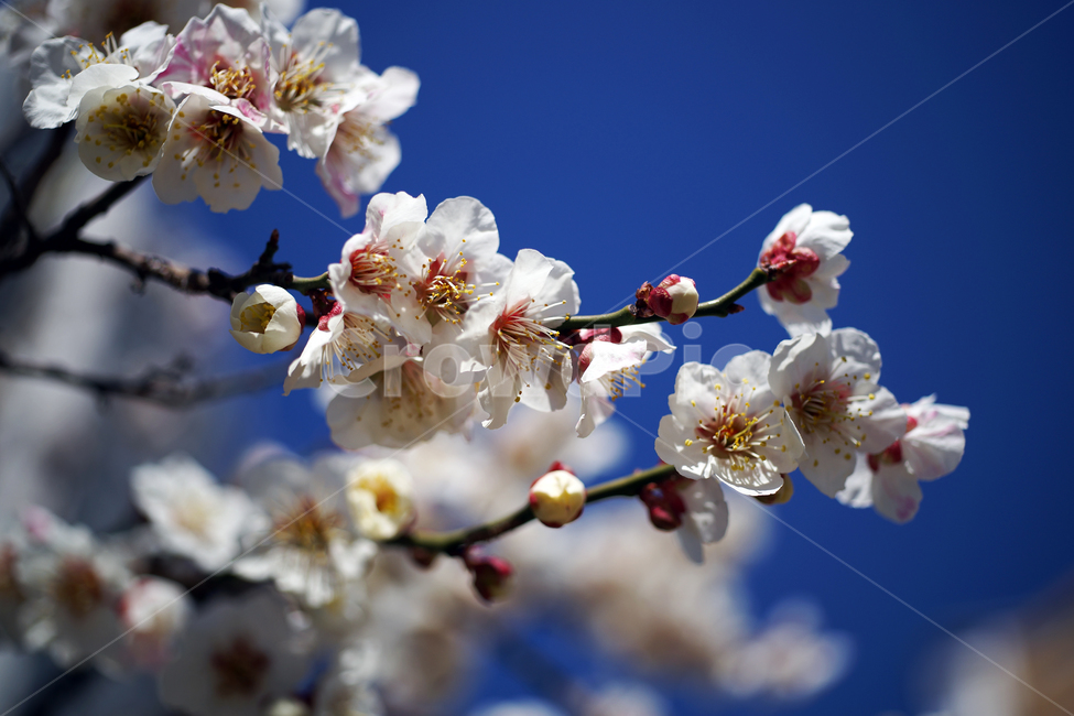 매화꽃,매화나무,꽃,봄,계절,하얀꽃,매화,식물,자연,plants,nature,꽃,flower