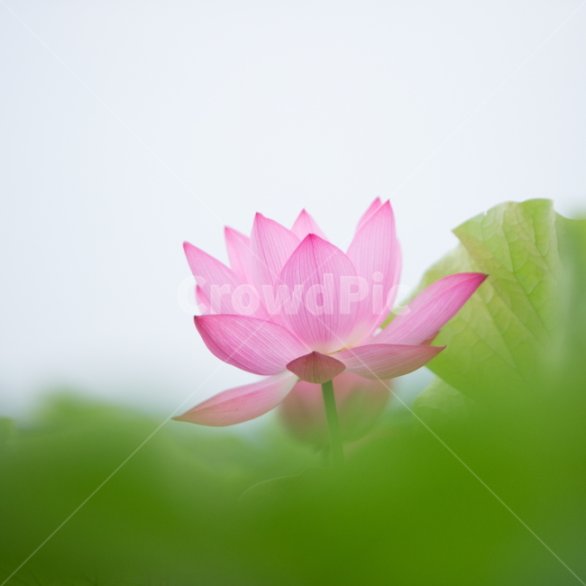연꽃,꽃,여름꽃,식물,lotus,flower,식물,자연,plants,nature,꽃,flower