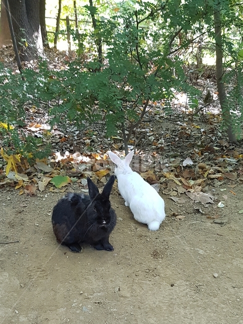 야생토끼,산,동물,자연,귀여움,블랙,화이트,커풀,짝,따뜻함,사랑,조화,동물,animal,포유류,mammal