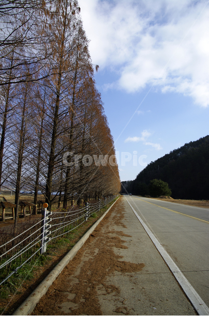 메타세콰이어,나무,가로수,겨울,하늘,자연,풍경,nature,landscape,road,도로,asphalt,아스팔트