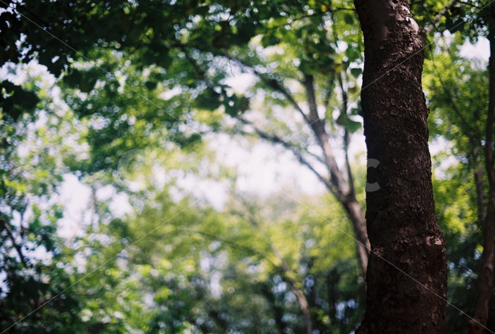 나무,정물,tree,필름사진,감성사진,필름,감성,나무사진,푸르다,초록,초록색,녹색,자연,풍경,nature,landscape,휴식,힐링,rest,relaxation,healing,감성,sensible,feeling,tree trunk,나무 줄기,plant,식물