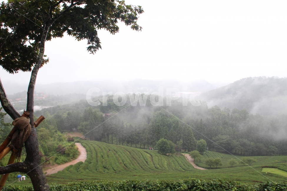 안개,보성,녹차,흐림,비,자연,풍경,nature,landscape,한국자연풍경,한국자연경관,korea nature landscape,산업,industry,industrial,농업,농사,agriculture,farming,farming industry,outdoors,옥외,field,들,grassland,목초지