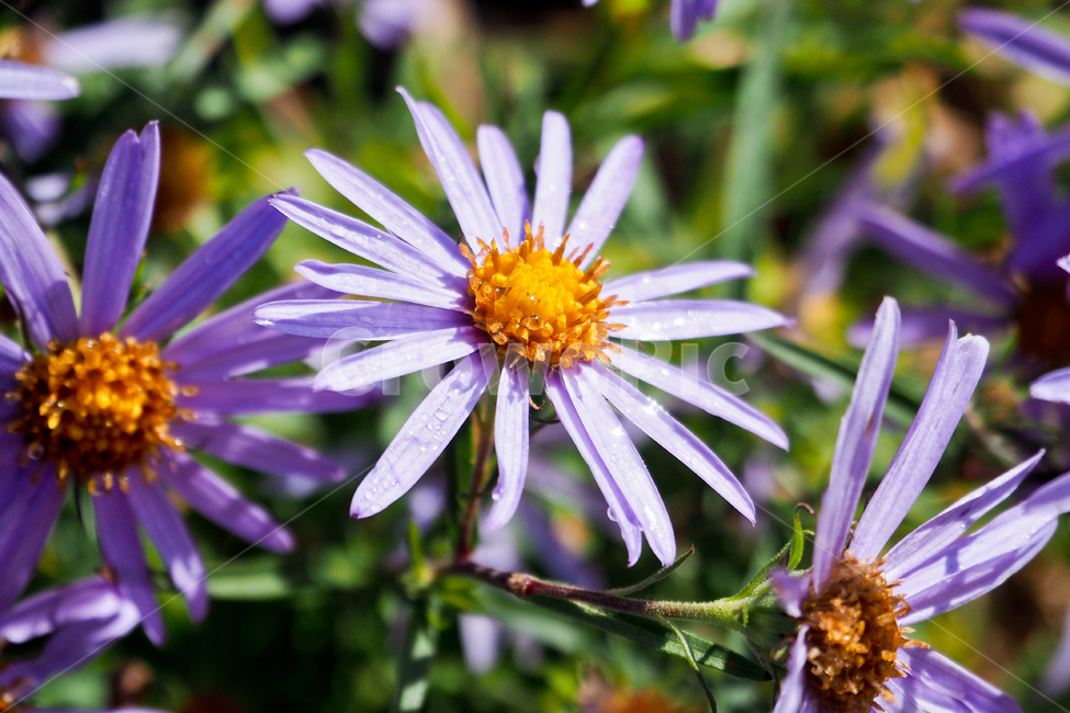 꽃,아침이슬,보라,자연,접사,flowers,morningdew,violet,nature,closeup,식물,자연,plants,nature,꽃,flower